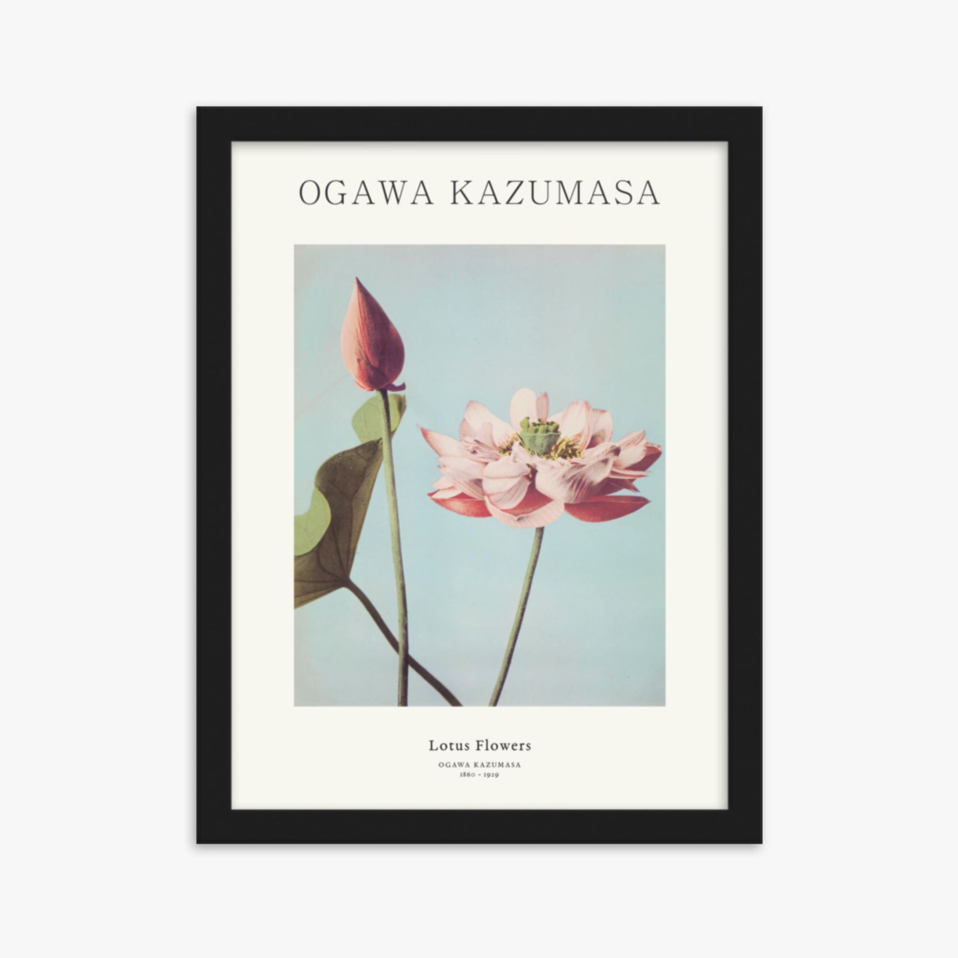 Ogawa Kazumasa - Lotus Flowers - Decoration 30x40 cm Poster With Black Frame