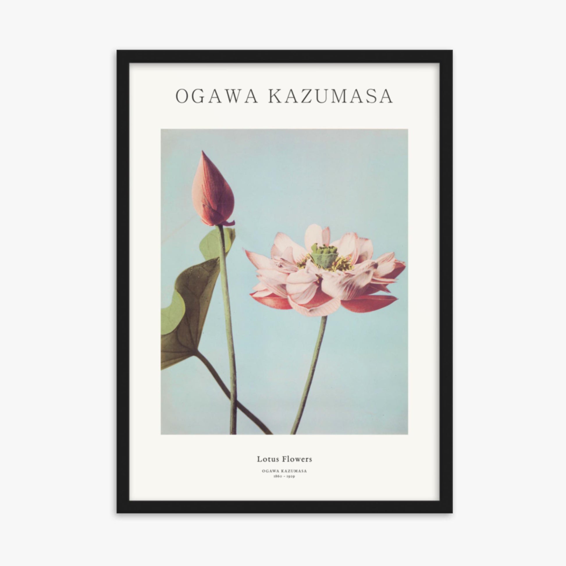 Ogawa Kazumasa - Lotus Flowers - Decoration 50x70 cm Poster With Black Frame