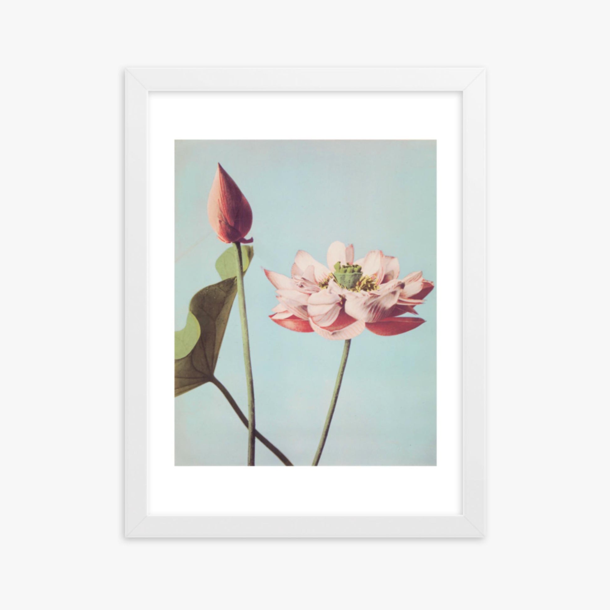 Ogawa Kazumasa - Lotus Flowers 30x40 cm Poster With White Frame