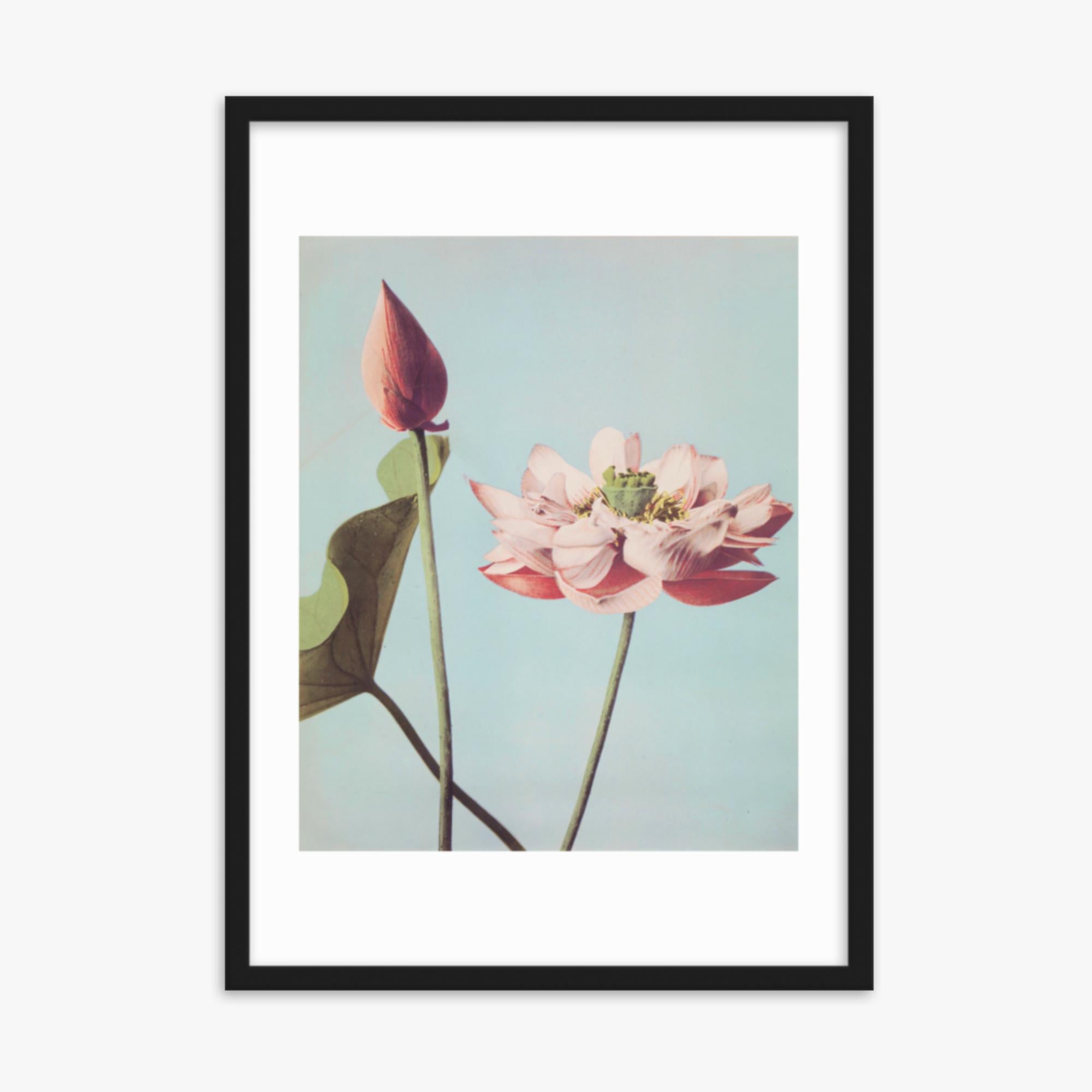 Ogawa Kazumasa - Lotus Flowers 50x70 cm Poster With Black Frame