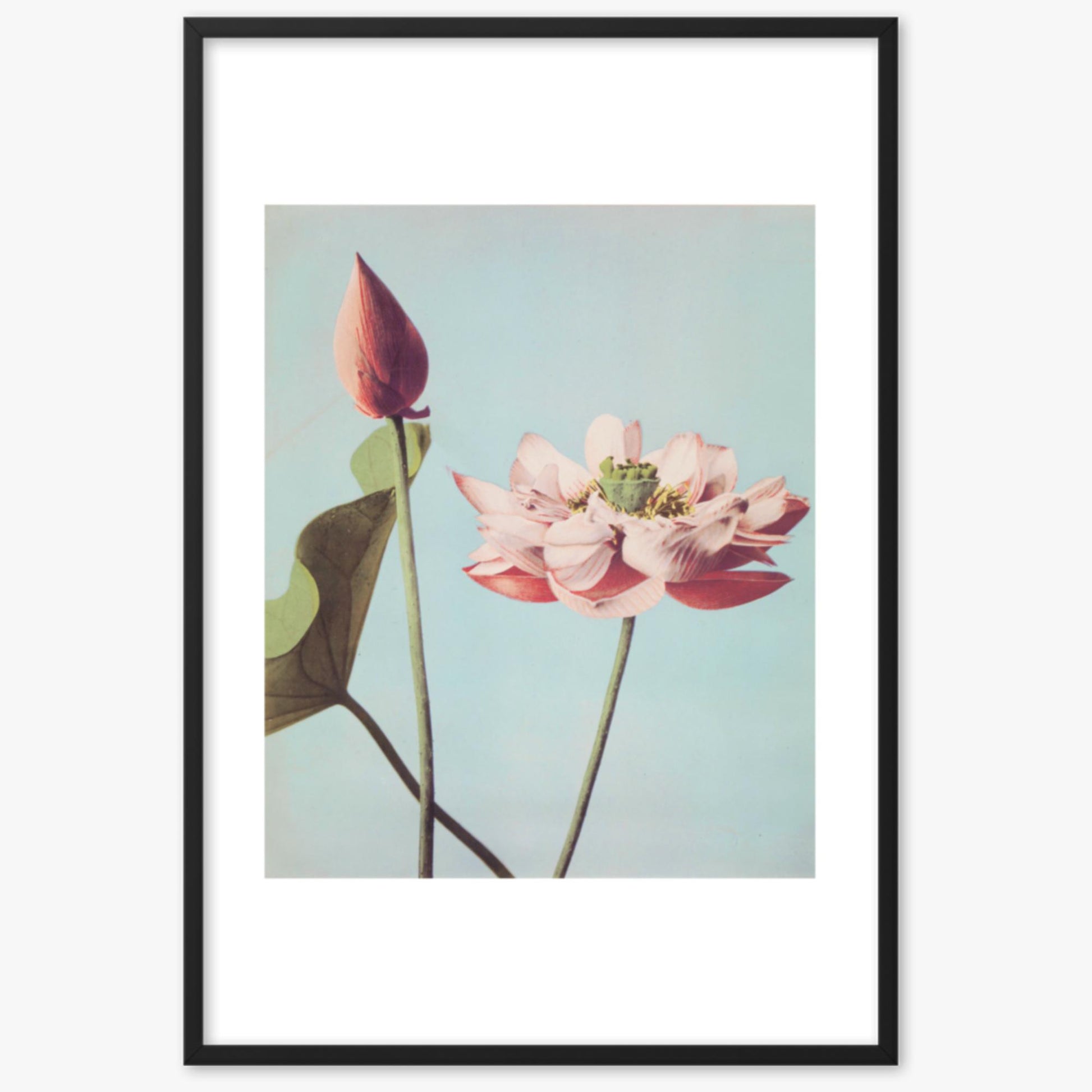 Ogawa Kazumasa - Lotus Flowers 61x91 cm Poster With Black Frame