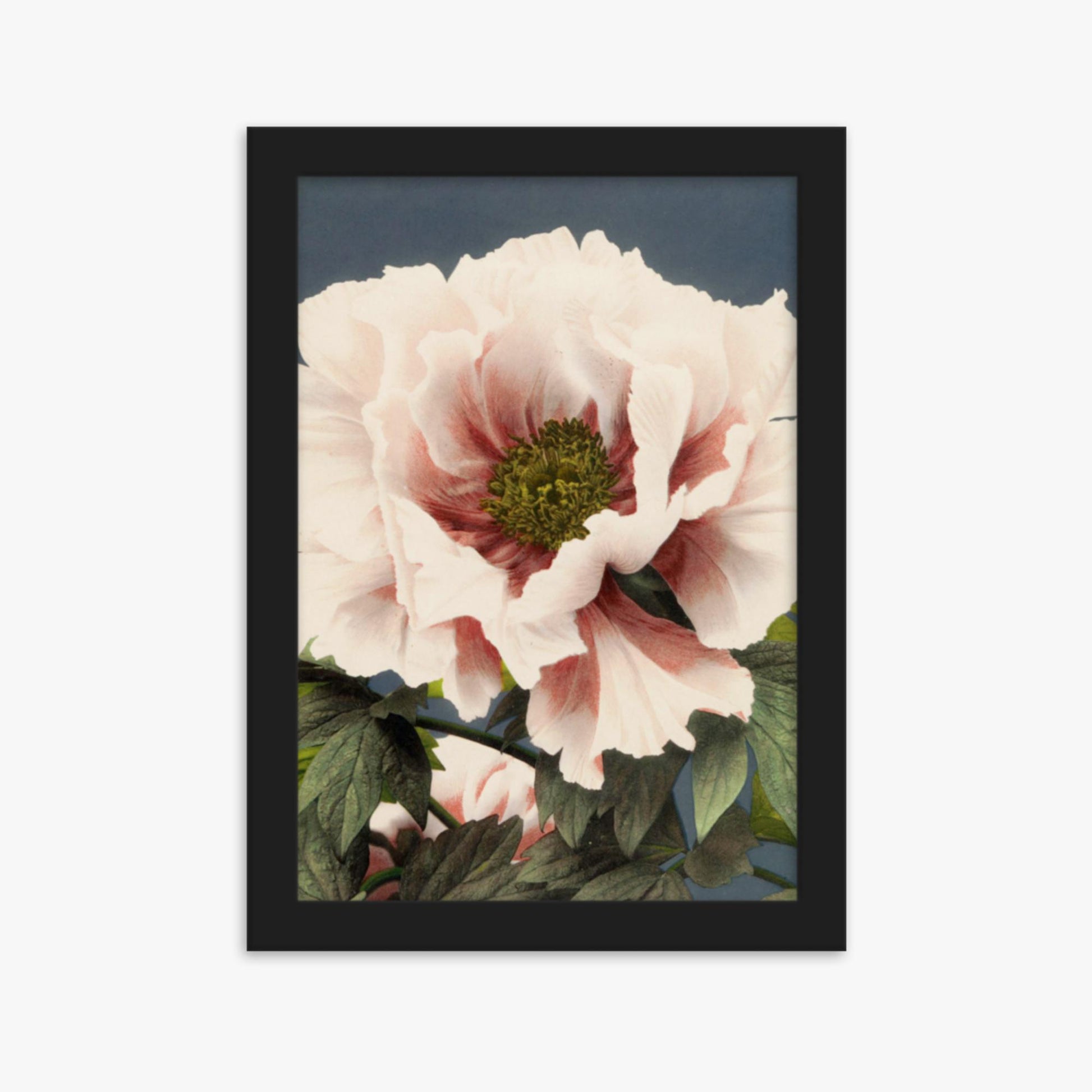 Ogawa Kazumasa - Peony 21x30 cm Poster With Black Frame