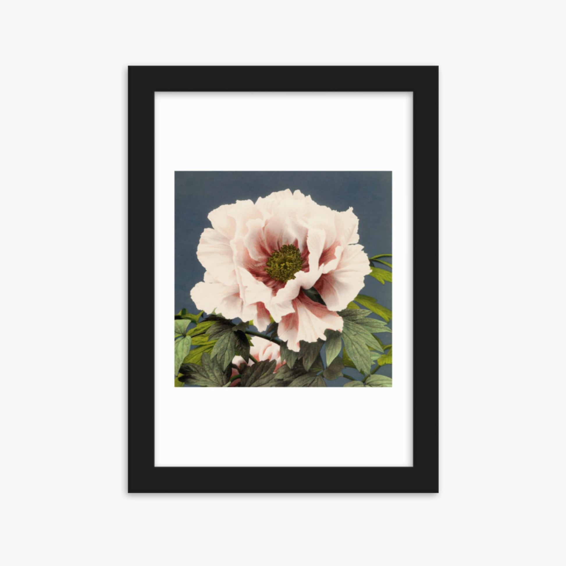 Ogawa Kazumasa - Peony 21x30 cm Poster With Black Frame