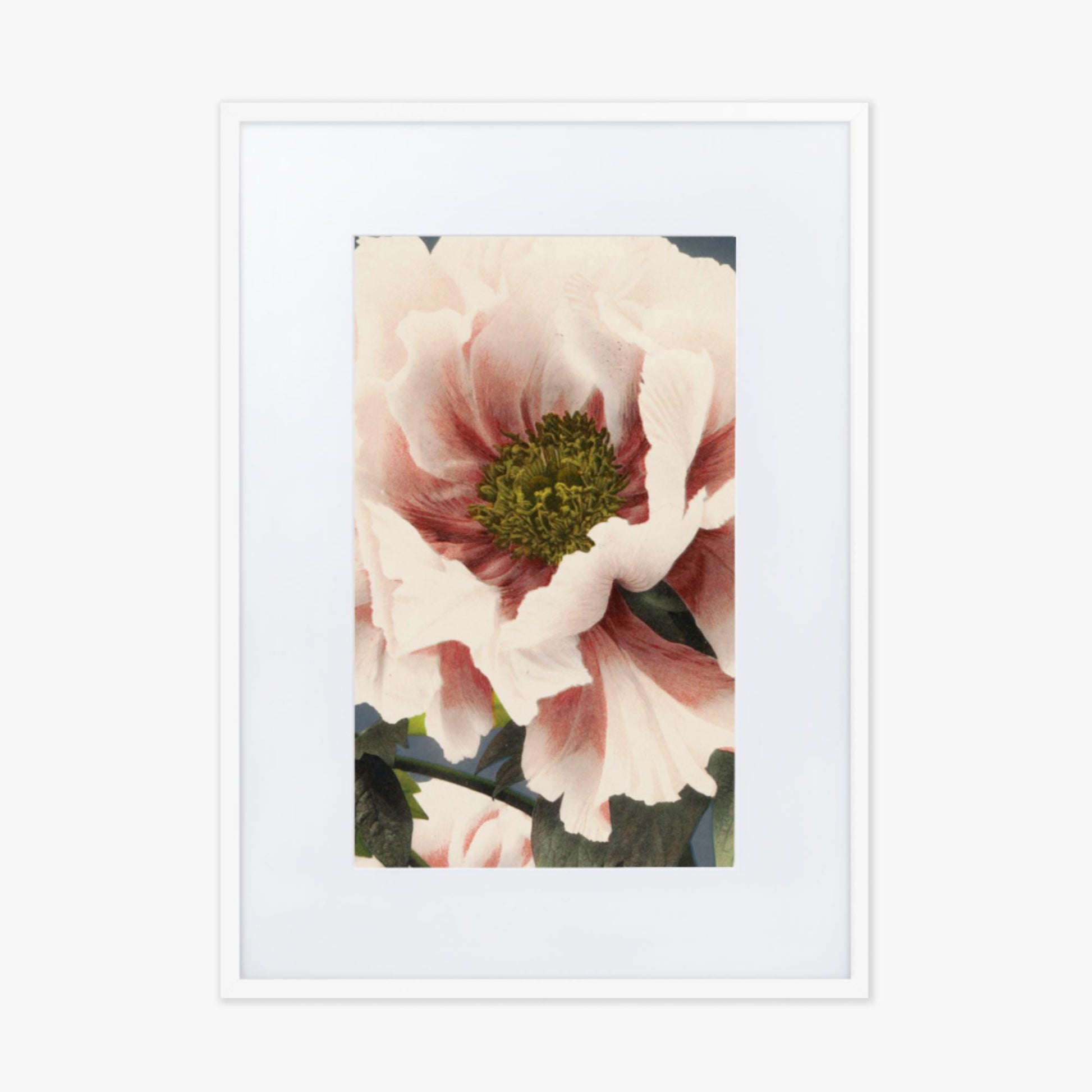 Ogawa Kazumasa - Peony 50x70 cm Poster With White Frame