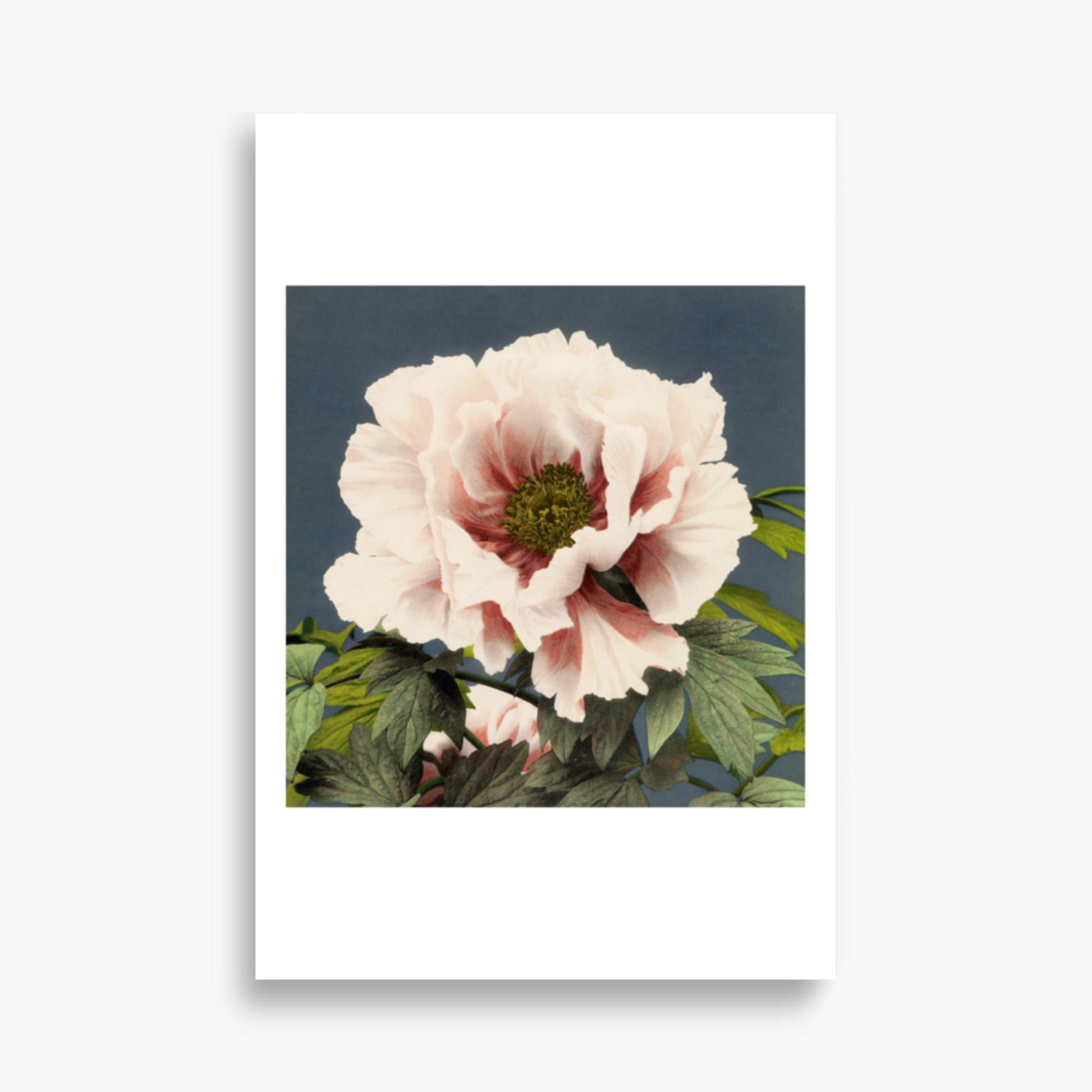 Ogawa Kazumasa - Peony 61x91 cm Poster