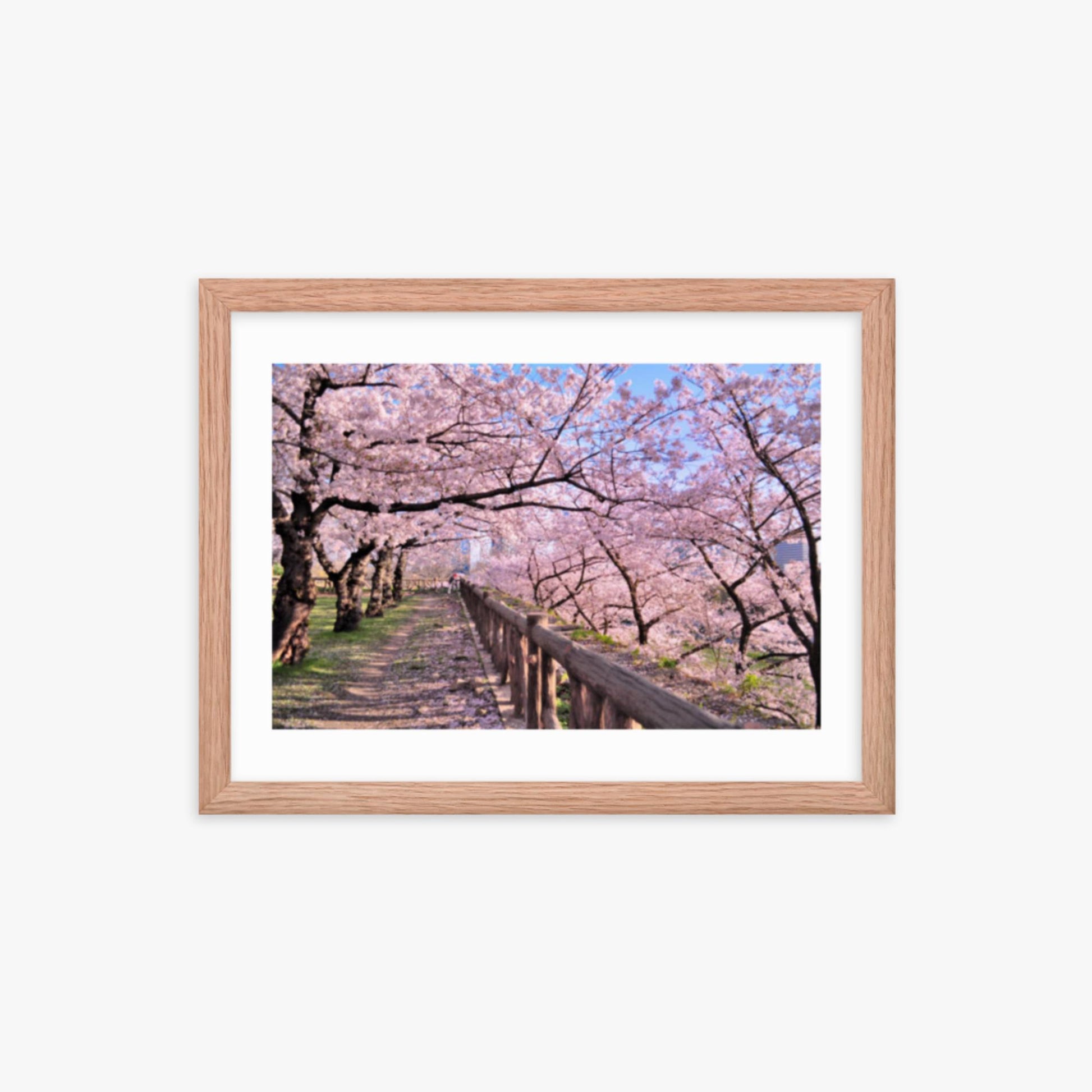 Cherry blossoms in full bloom in Park 12x16 in Poster With Oak Frame