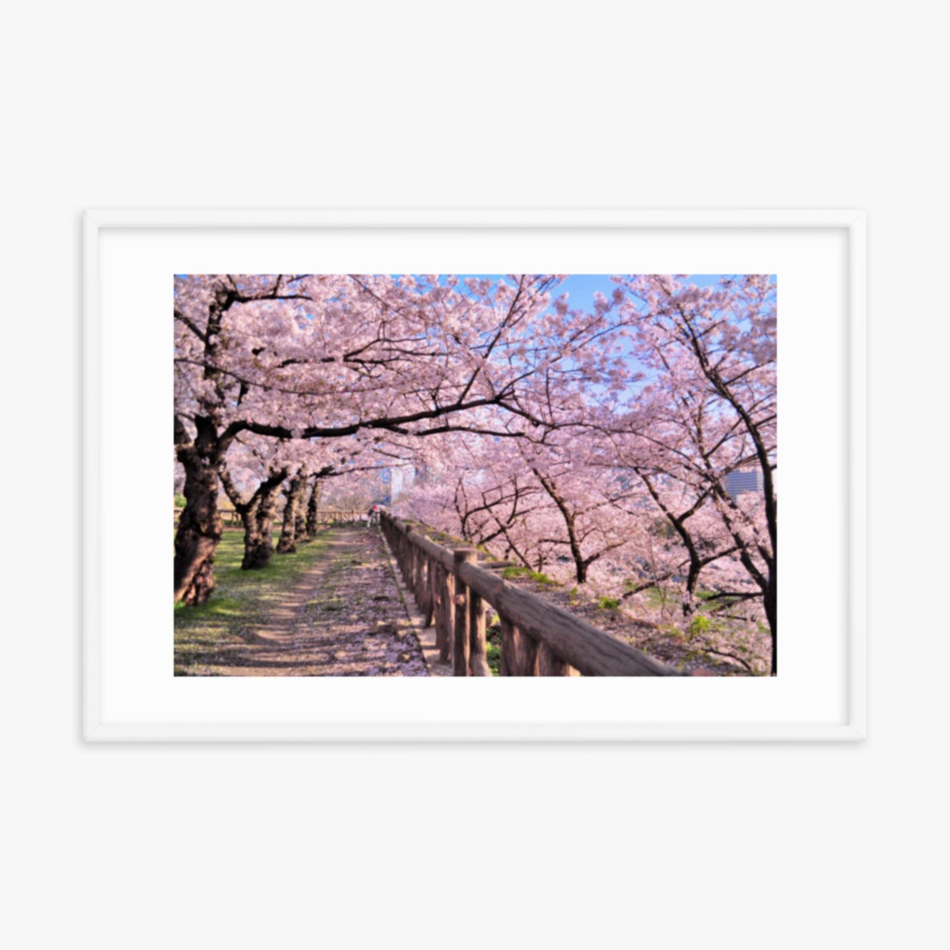 Cherry blossoms in full bloom in Park 24x36 in Poster With White Frame