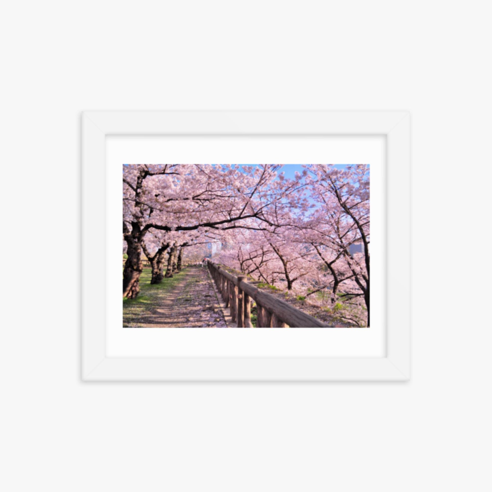 Cherry blossoms in full bloom in Park 8x10 in Poster With White Frame