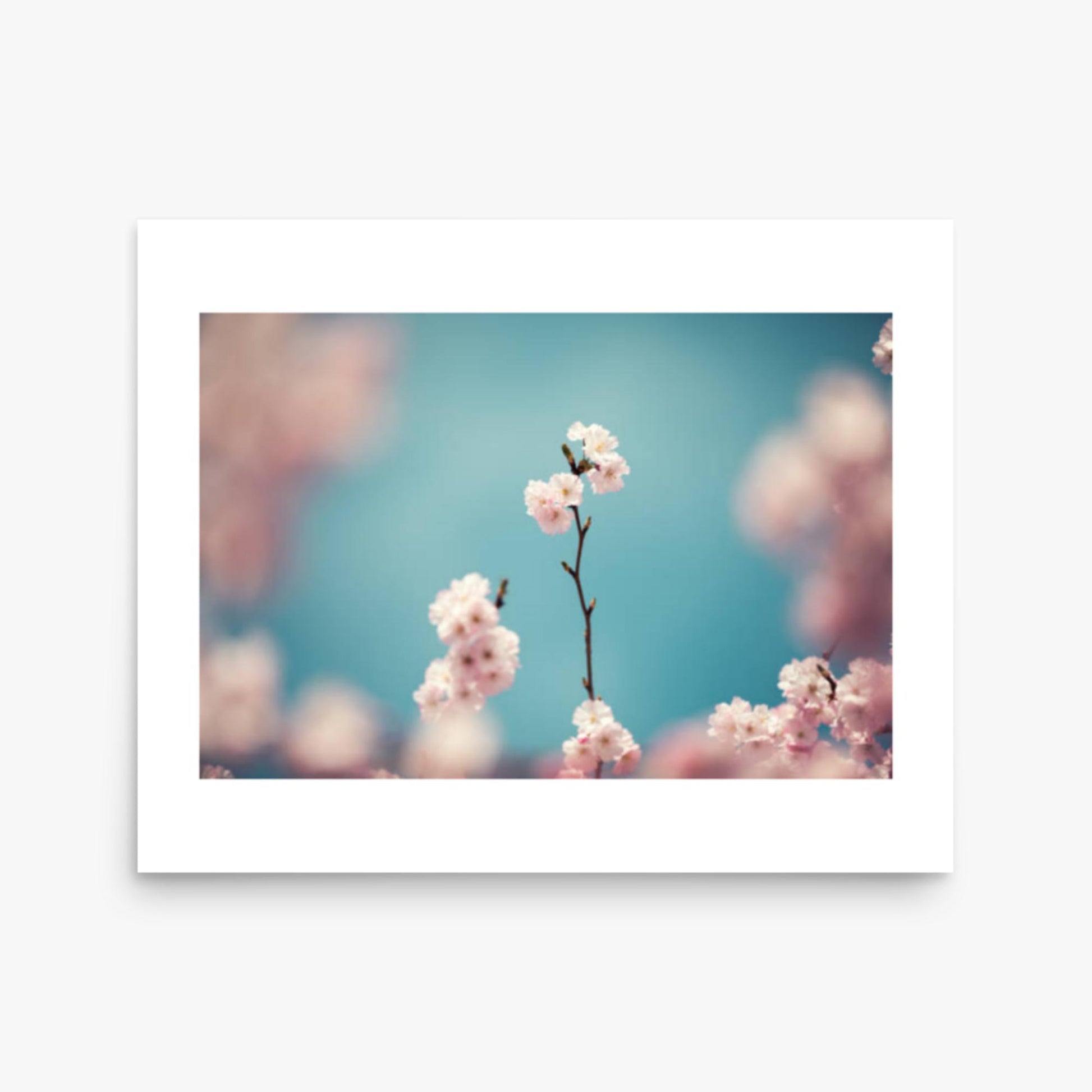 Pastel Colored Cherry Blossoms 16x20 in Poster