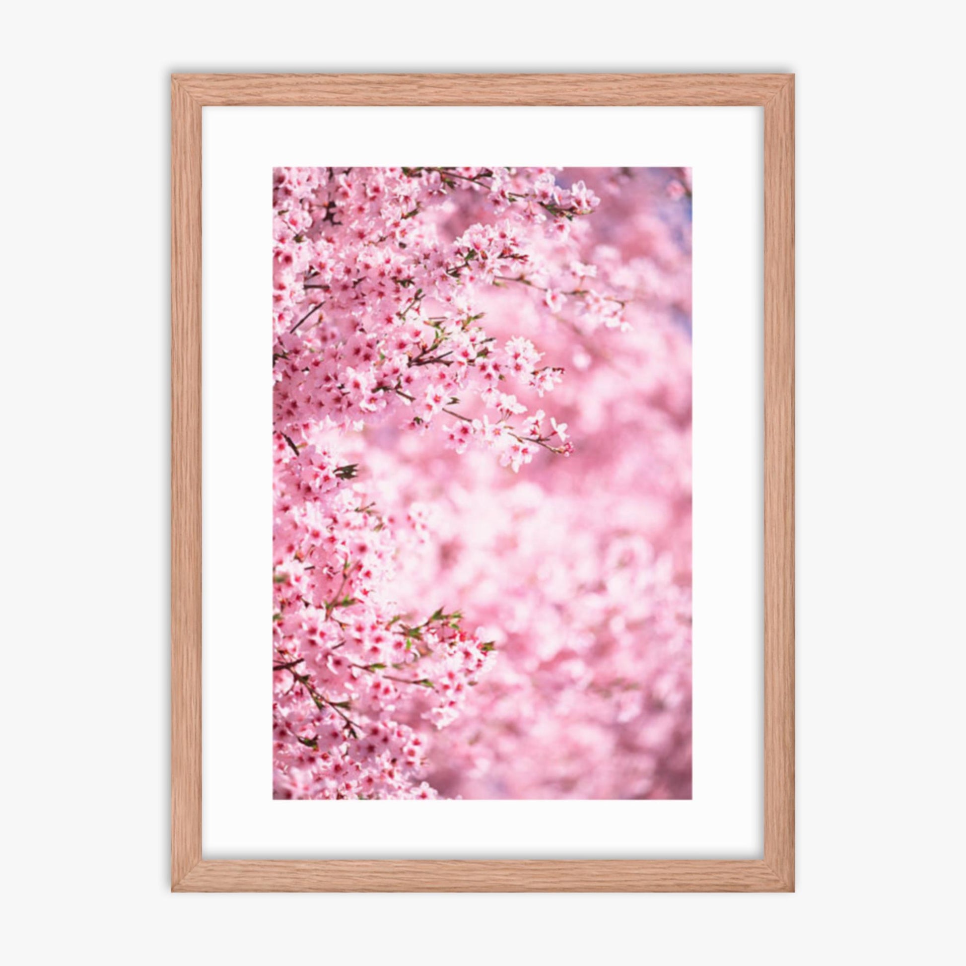 Pink Cherry Blossoms 2 18x24 in Poster With Oak Frame