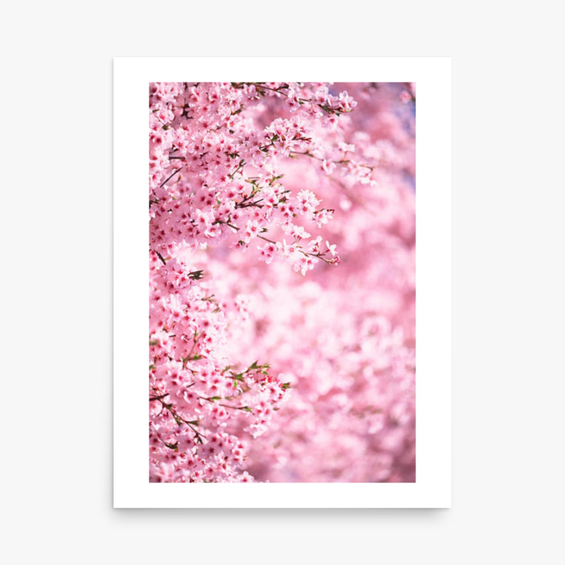 Pink Cherry Blossoms 2 18x24 in Poster