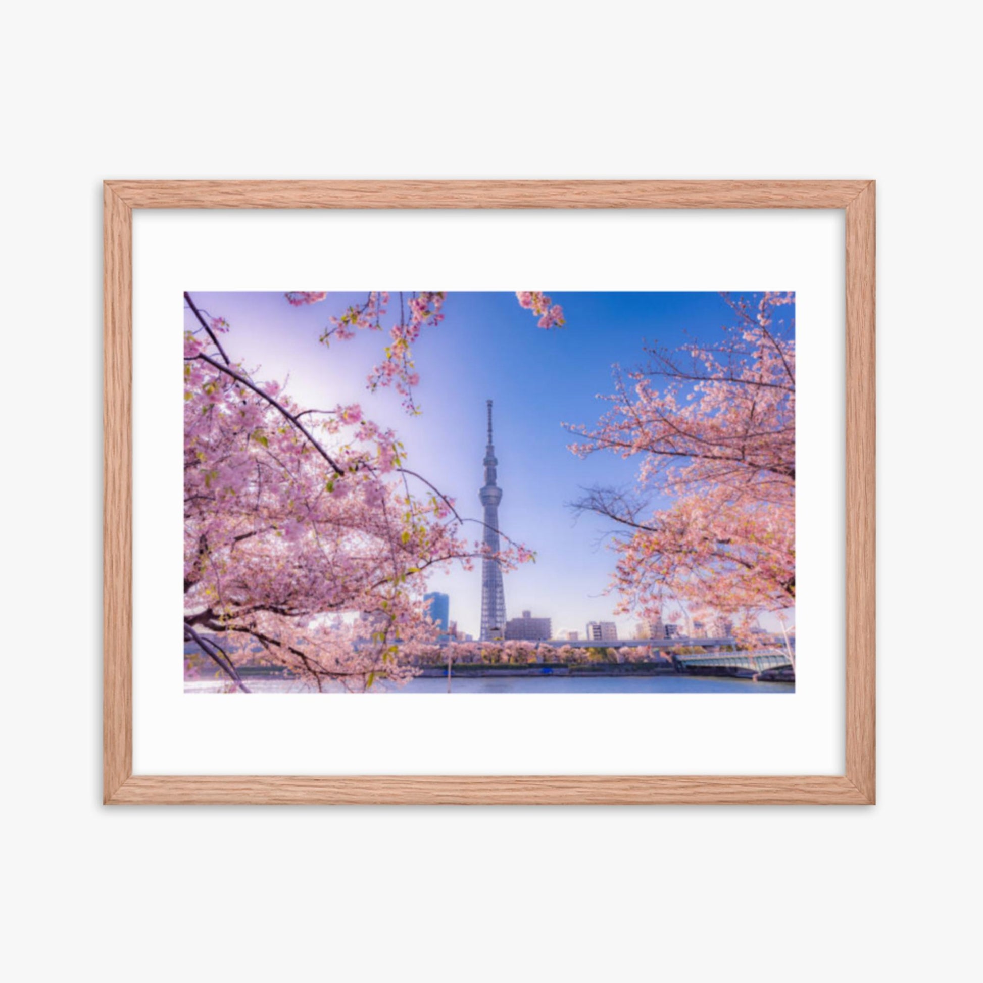 Cherry blossom and building at Asakusa Sumida Park 16x20 in Poster With Oak Frame