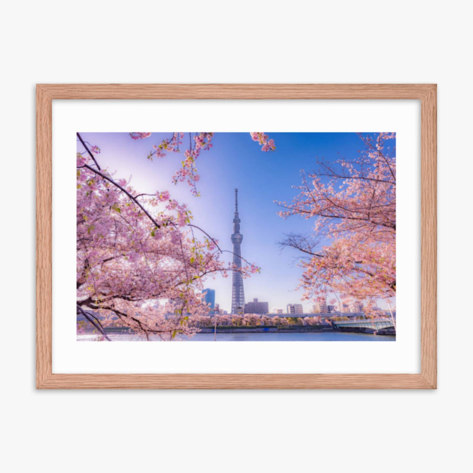 Cherry blossom and building at Asakusa Sumida Park 18x24 in Poster With Oak Frame