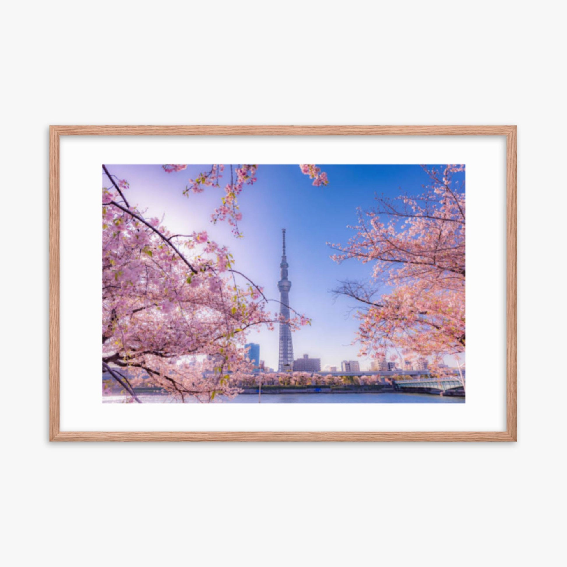 Cherry blossom and building at Asakusa Sumida Park 24x36 in Poster With Oak Frame