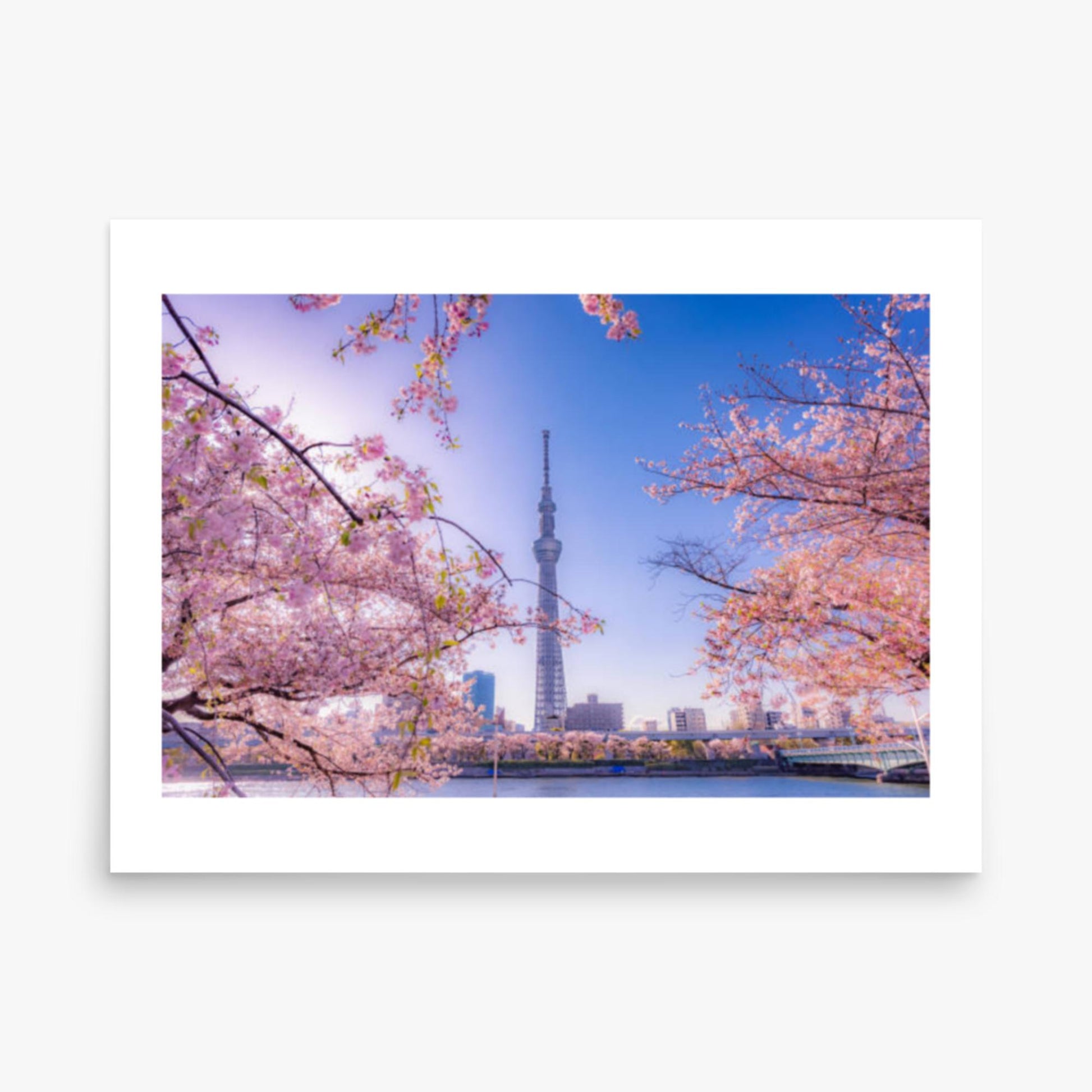 Cherry blossom and building at Asakusa Sumida Park 18x24 in Poster