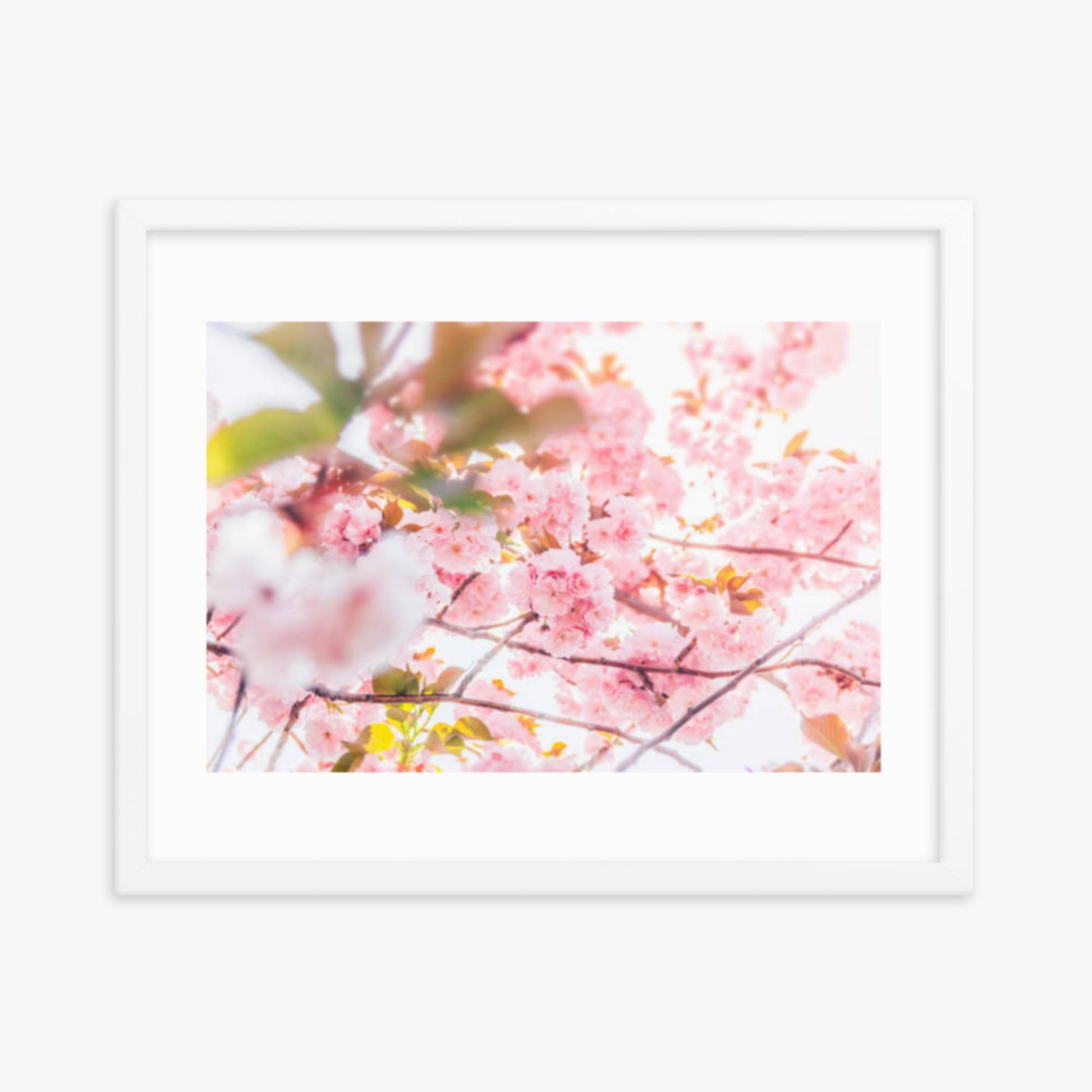 Cherry blossom flowers and sunshine 16x20 in Poster With White Frame