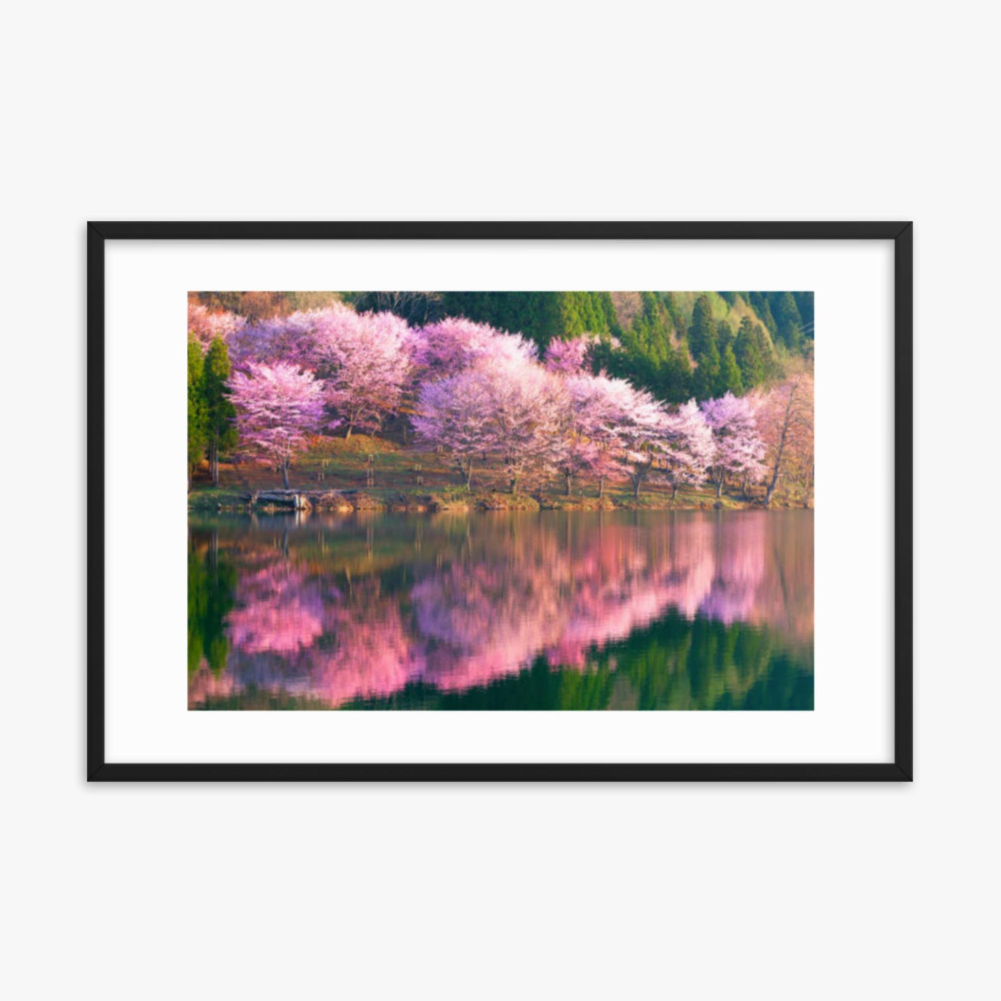 Pink cherry blossoms reflected in Lake Nakatsuna 24x36 in Poster With Black Frame