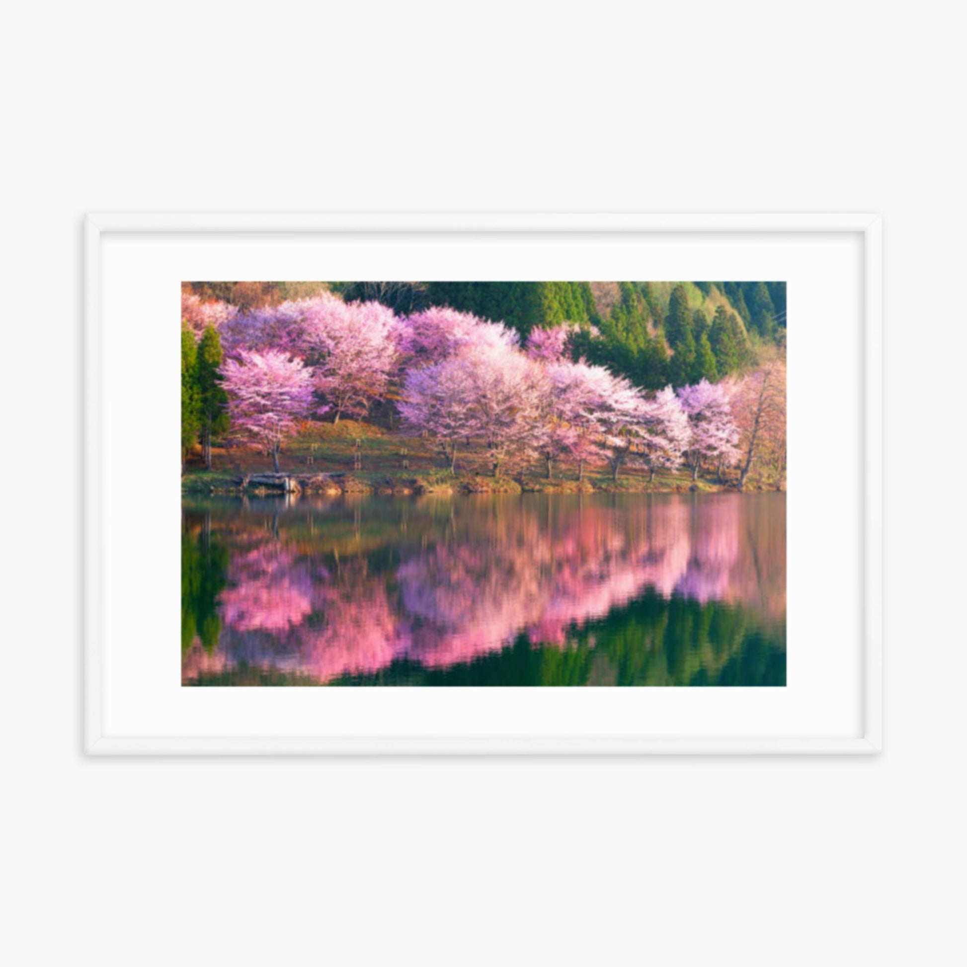 Pink cherry blossoms reflected in Lake Nakatsuna 24x36 in Poster With White Frame