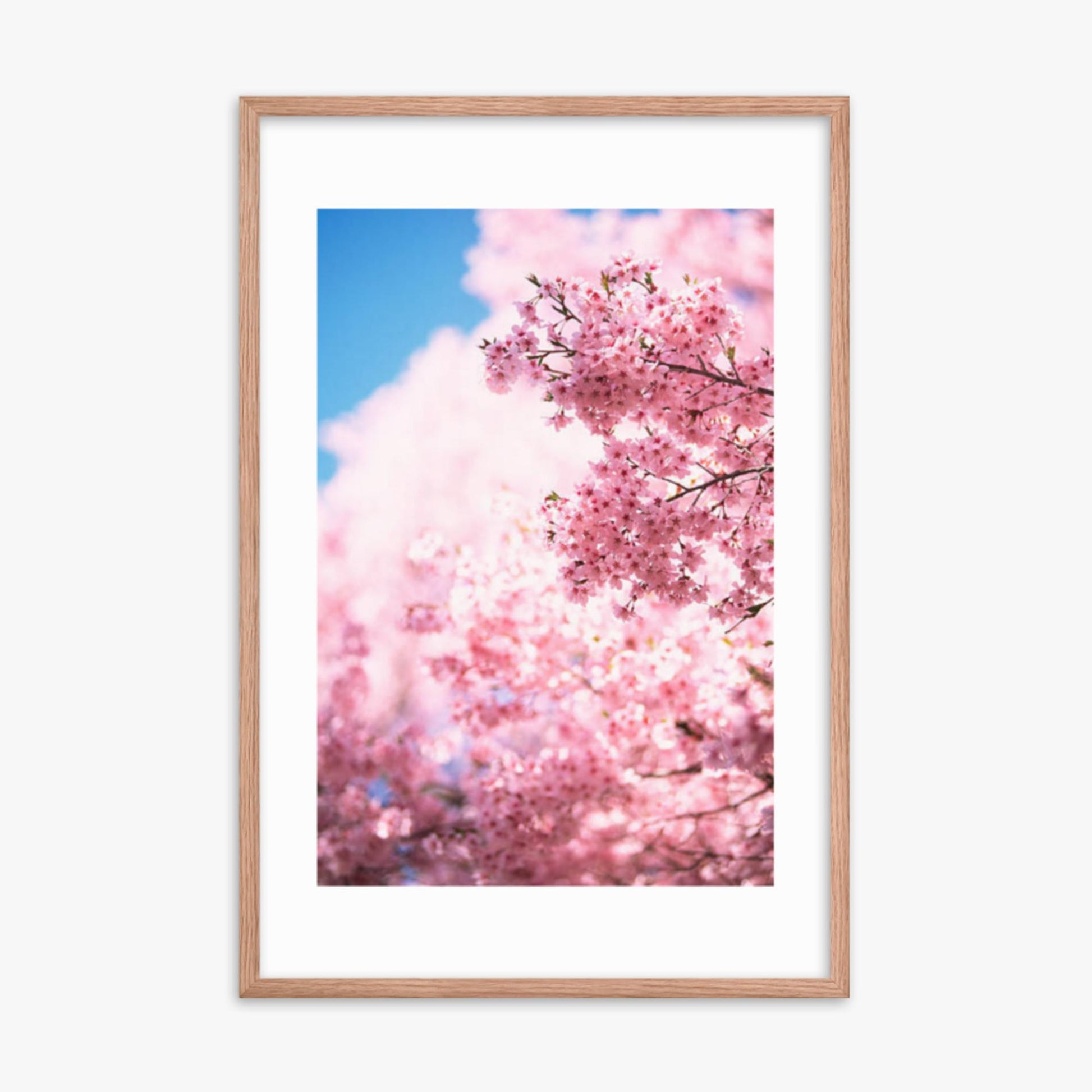 Cherry Blossoms 2 24x36 in Poster With Oak Frame