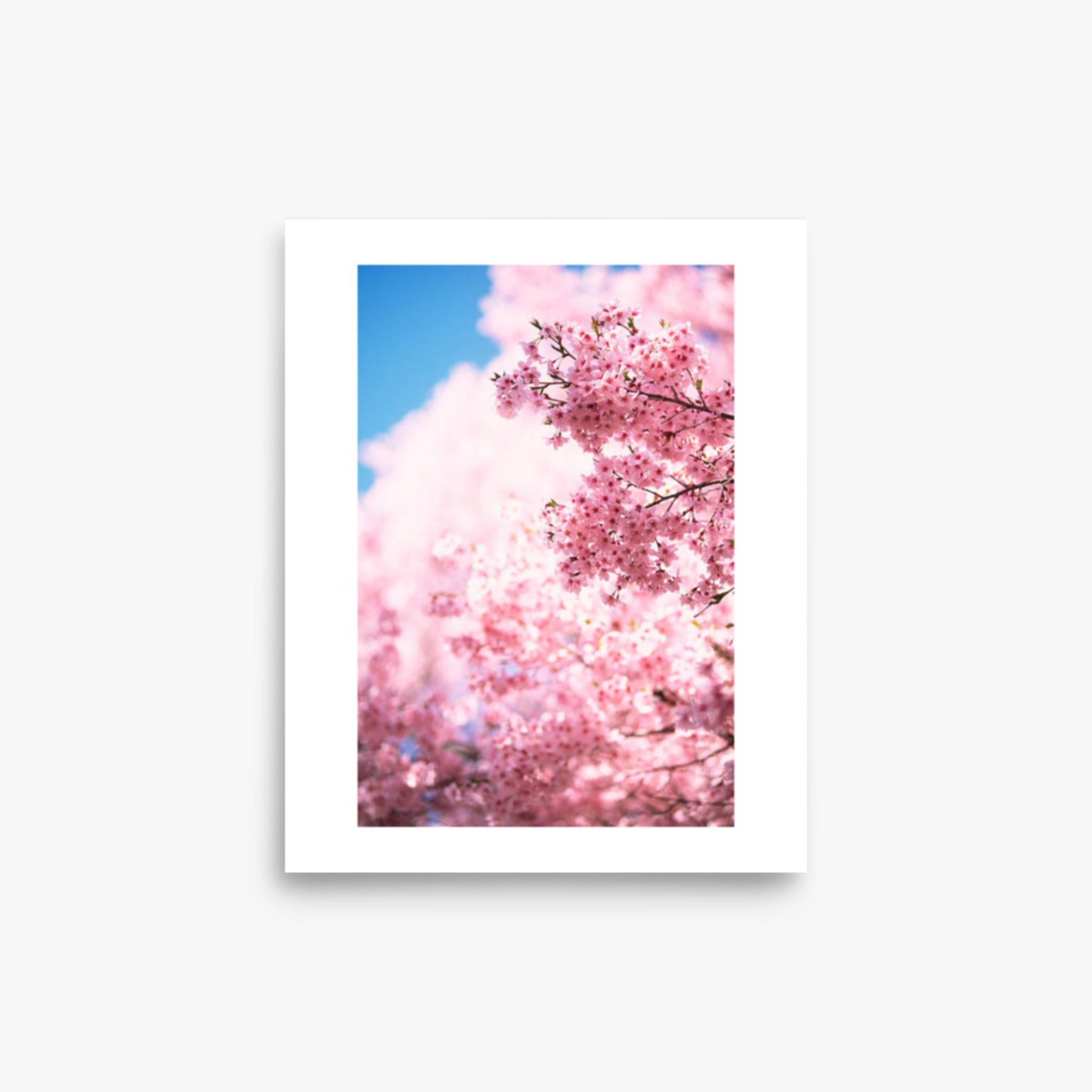 Cherry Blossoms 2 8x10 in Poster