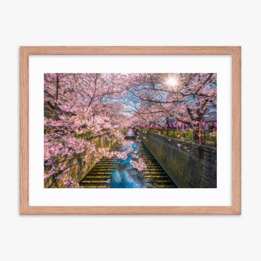 Cherry blossom sakura lined Meguro Canal in Tokyo 18x24 in Poster With Oak Frame