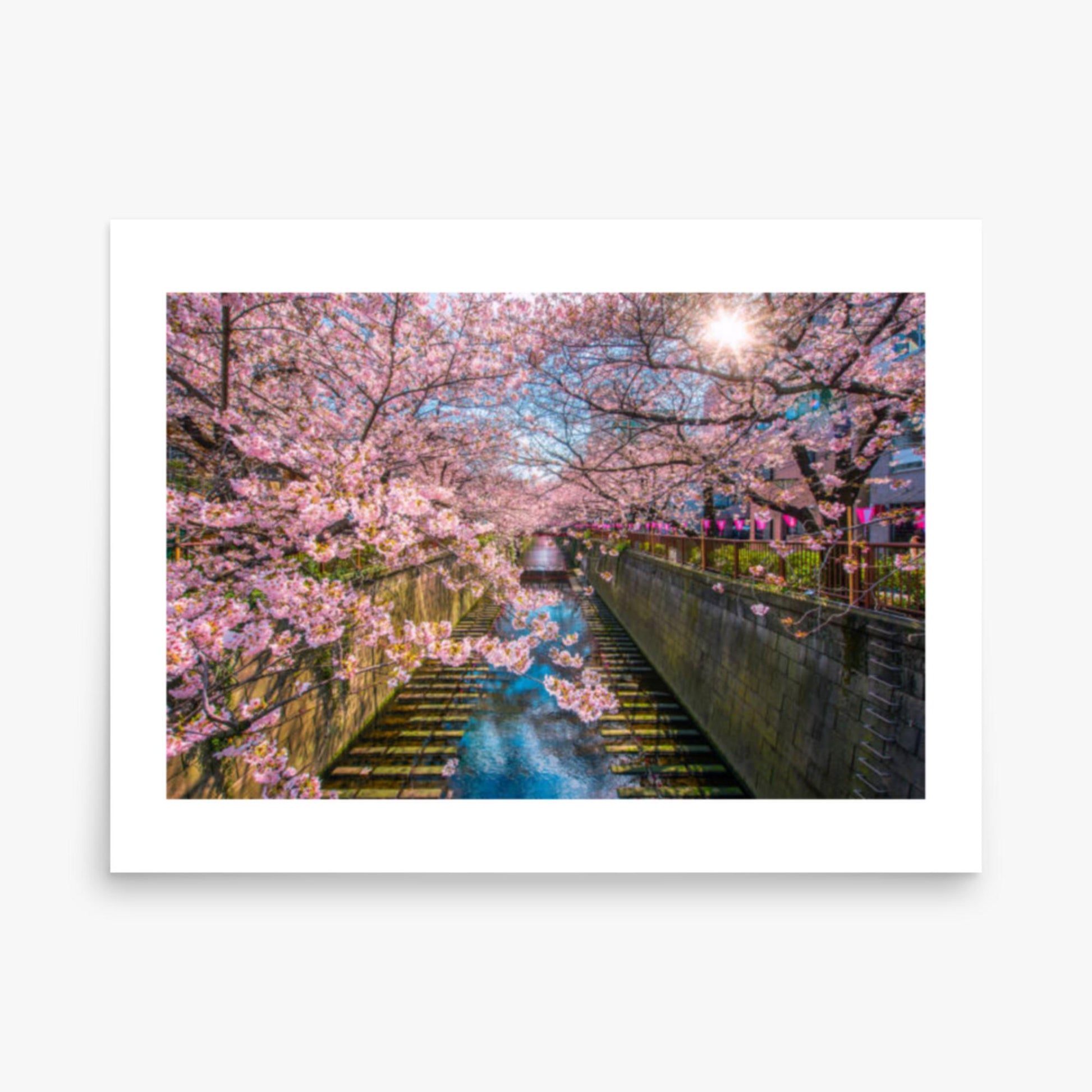 Cherry blossom sakura lined Meguro Canal in Tokyo 18x24 in Poster